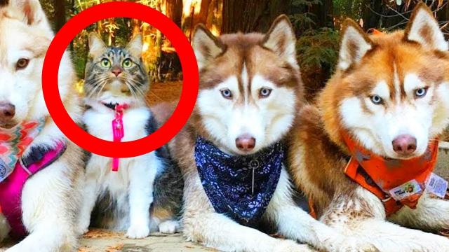 This Is What Happened When A Helpless Kitten Was Adopted By A Pack Of Huskies