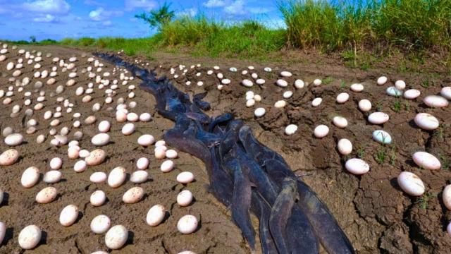 Farmer Finds Strange Eggs In His Harvest - When He Sees Them Hatch, He Bursts Into Tears