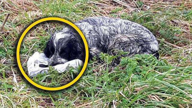 Viral Photos Capture Dog’s Emotional Moment On The Side Of The Road