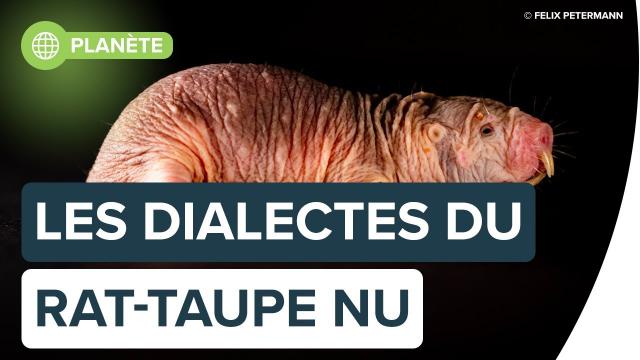 Le rat-taupe nu : ce drôle d’animal | Futura