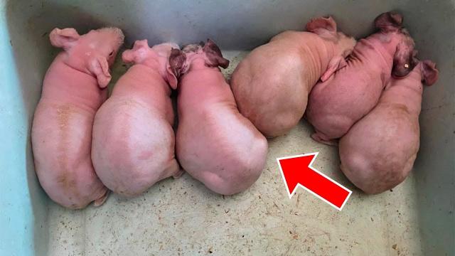 Girl Thought She Saved "Bunnies". Vet Says, "This Will Make Headlines" When He Sees Them
