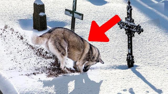 Dog starts digging in a grave – Suddenly stops and starts barking