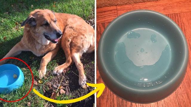 Days After A Beloved Family Dog passed away, They Found Hope In His Bowl Of Water