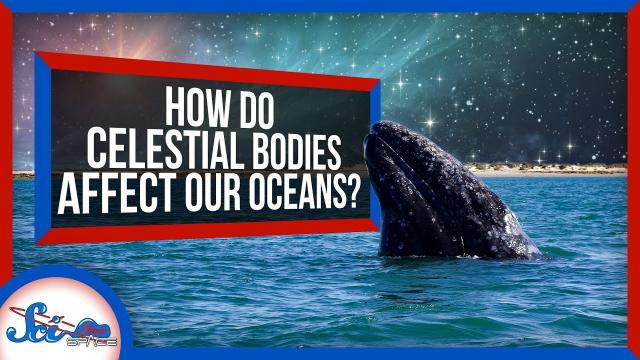 How Celestial Bodies Affect Life in the Ocean