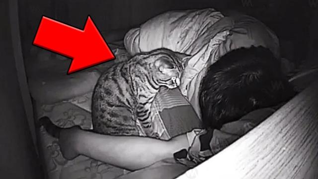 This Cat Acted Strangely, When His Owner Checked The Surveillance Video He Was Shocked