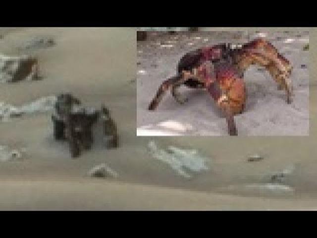 Mysterious Crab Monster Found on Mars!