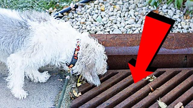 Dog Looks Into Storm Drain Every Day, Bystanders Are Shocked When They Open It