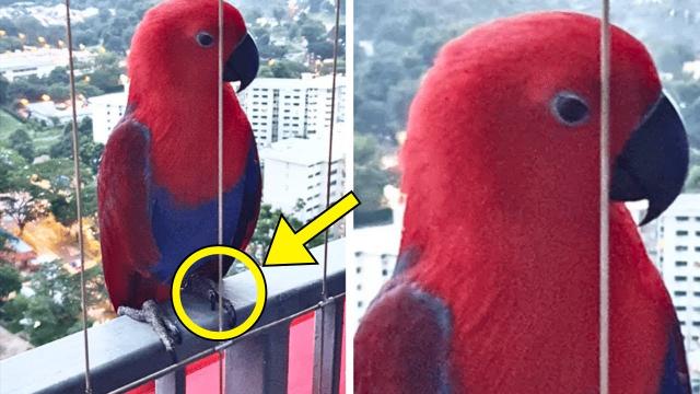 Parrot Visits Man's Balcony Every Day - One Day, It Speaks Words That Made Him Call 911