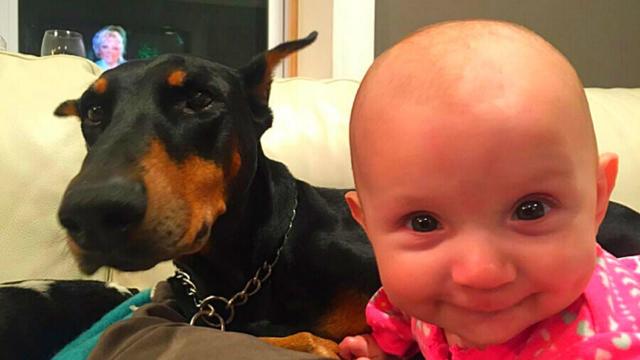 This Little Girl Was In A Huge Danger, But Her Hero Dog Did This