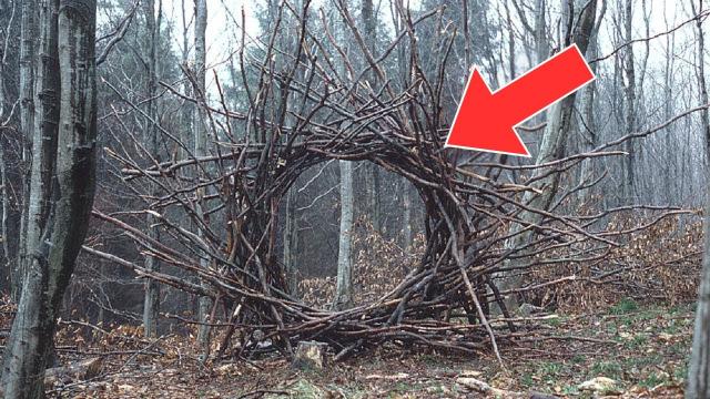 If You See This In The Woods, Run Away And Call For Help