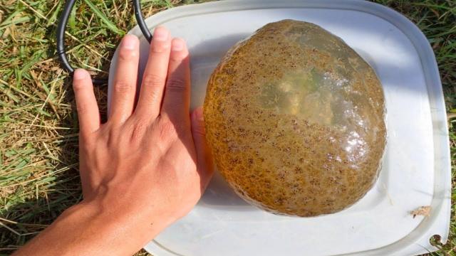 Woman Finds Strange Egg At Lake - When Expert Sees It, He Yells,  This Can't Be True !