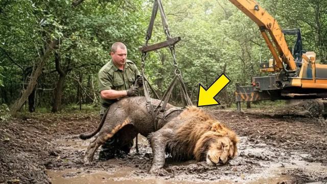 Man Tries to Rescue a Stuck Lion from a Swamp — But He Refuses to Leave. He Screams When He Sees Why