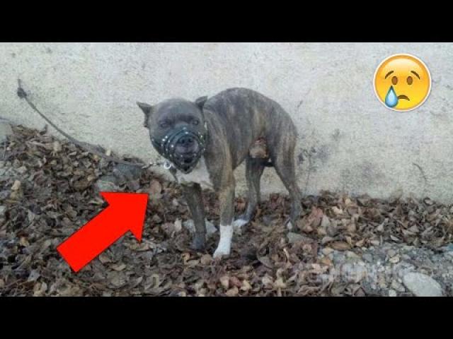 No One Could Approach This Aggressive Dog to Free Him Soon a Girl Does The Unthinkable !