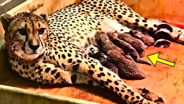 Leopard Gives Birth To Litter, But Zookeeper Says, "These Are Not Leopards, How Is This Possible"