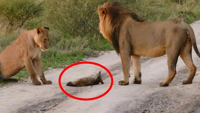 A Lion Family Caught An Injured Fox: The Most Unexpected Just happened