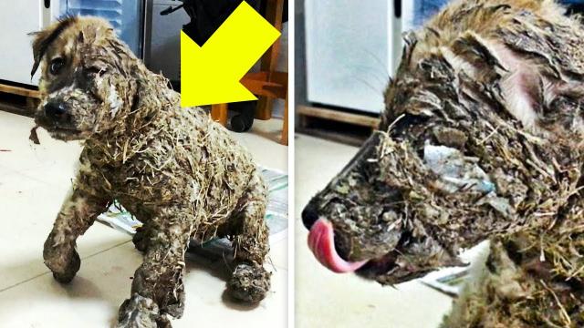 Cruel Children Cover Puppy In Glue, But His Transformation Has Everyone In Awe