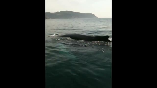 Rencontre inédite avec une baleine à bosse curieuse | Futura