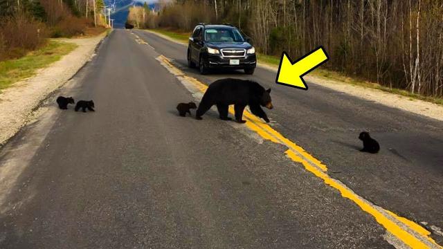Cop Confused When Bear Refuses To Move, What Happens Next Was Unexpected