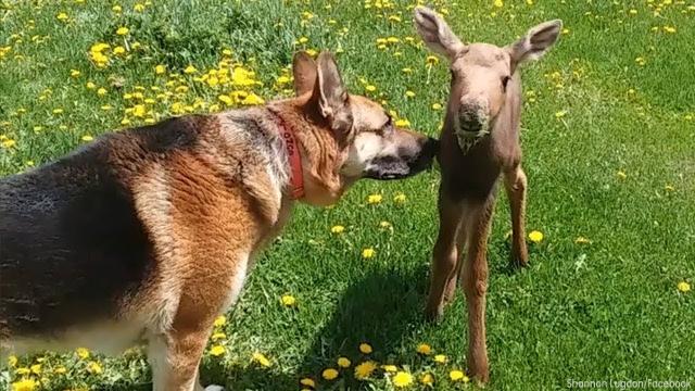 Abandoned Baby Moose In Need Of Help Meets An Unlikely Hero In The Nick Of Time