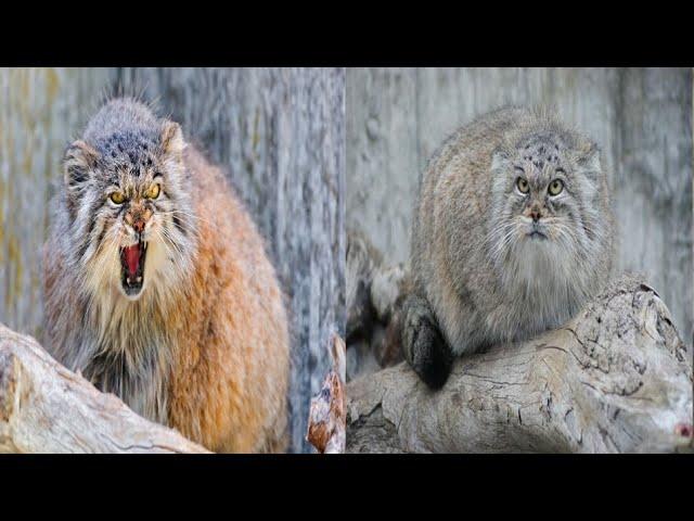 Rare Cats Discovered On Mount Everest In First Such Sighting