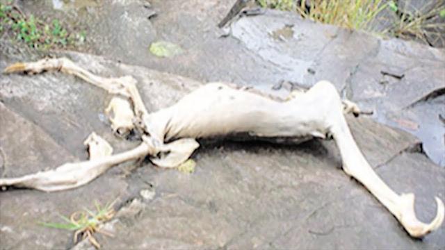 Teens Were Walking Past A Cave In The Forest When They Saw This Thing And Freaked Out