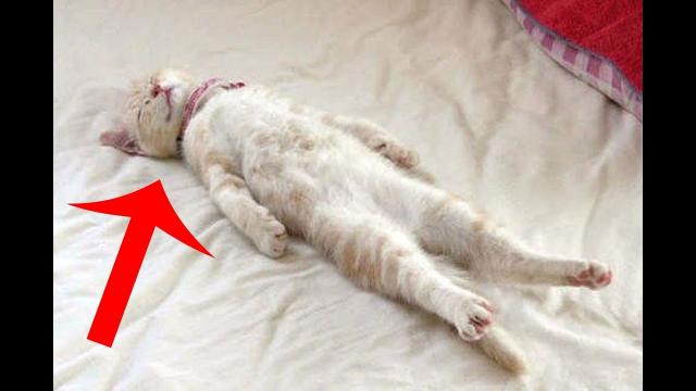 Here Are 10 Undeniable Reasons Why Animals Are The Cutest When They Sleep. Awww