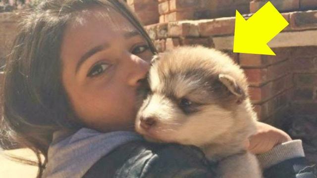 A Woman Brought a Tiny Puppy to Her Home, But She Was Stunned When She Saw Sim Grow Up