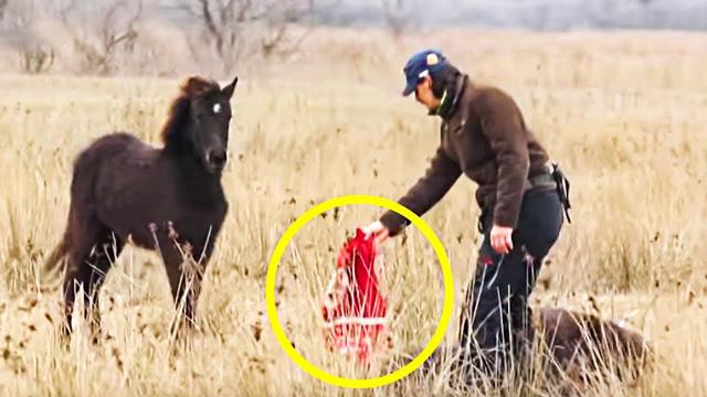 Man Rescues Chained Wild Horse, Moments Later Receives The Most Incredible “Thank You”