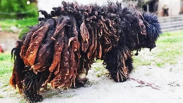 Man Saves Stray Dog From Streets - Groomer Shocked After Shaving These Dreadlocks And Seeing This !