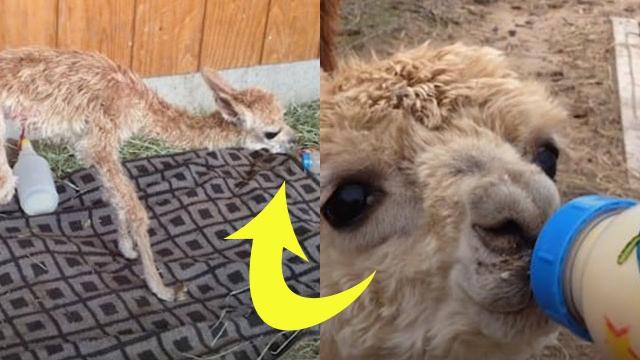 This 6 Pound Alpaca Has An Amazing Survival Story