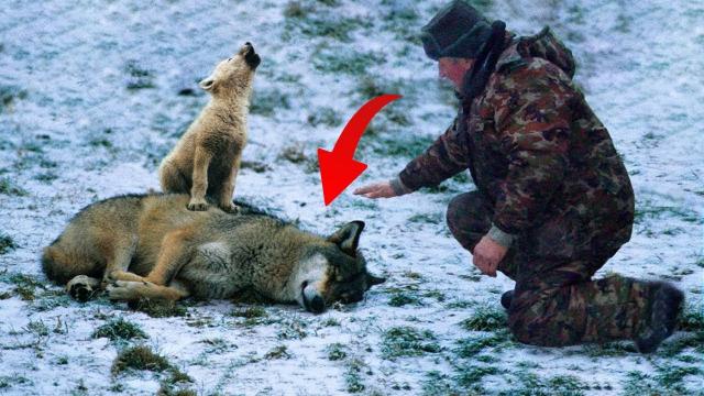 Man Saved This Crying Wolf Cub And Her Dying Mama Wolf, Days Later He Received The Amazed “Thanks”