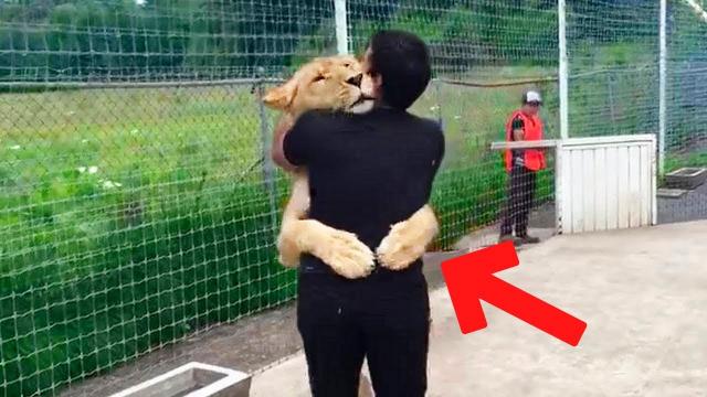 Lion Recognizes Man Who Saved His Life And Thanks Him In Shocking Way