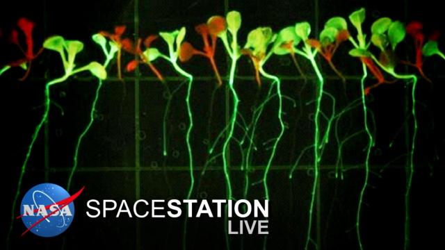 Space Station Live: Cultivating Plant Growth in Space