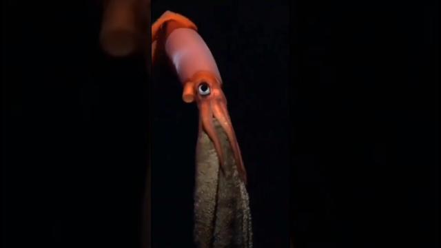 Gonatus Onyx - The Only Squid Who Brood His Own Eggs squids #animals #did_you_know