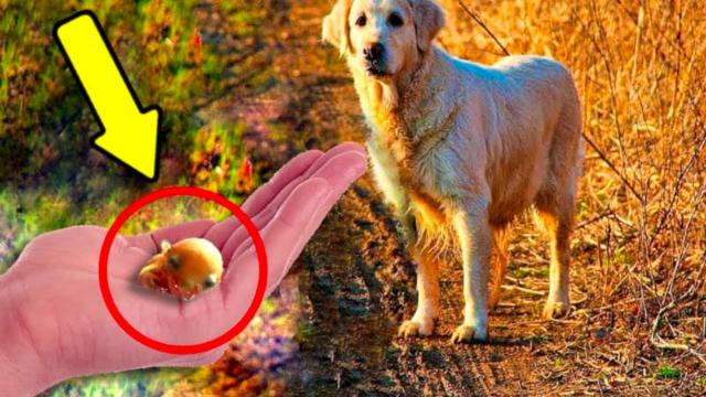 Dog Finds Tiny Pink Creature In The Dirt - When His Owner Sees It He Screams For Help