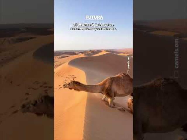 La techno insolite du dromadaire pour grimper les dunes ! ????