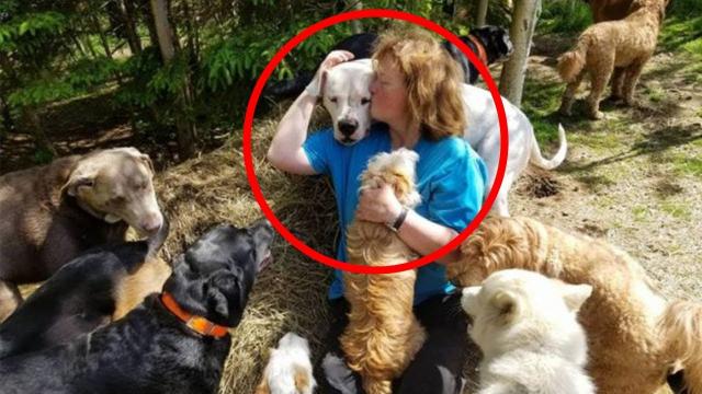 Dogs Line Up At Fence With A Move That’s Melting Internet’s Heart