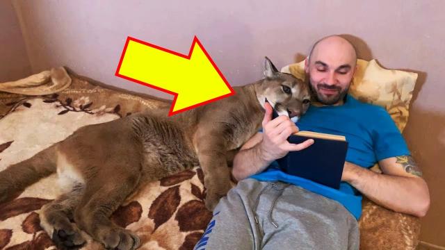 Puma Lives In Couple’s Home Like A Spoiled House Cat