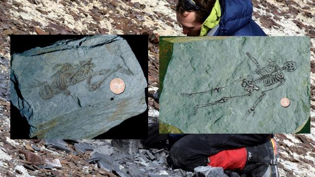 600 million year old fossils of tiny humanoids found in Antarctica