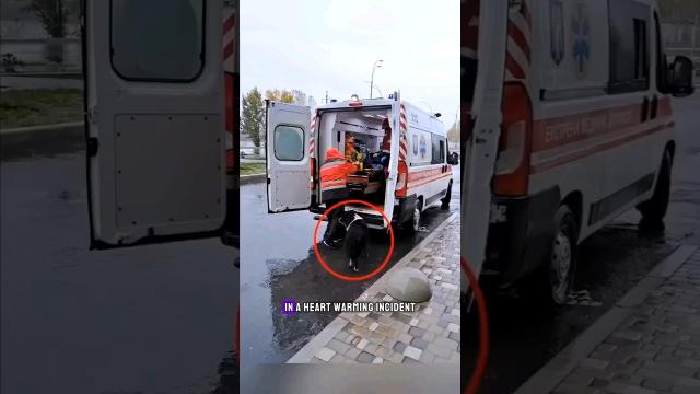 Dog Chases Ambulance Carrying Its Owner to Hospital