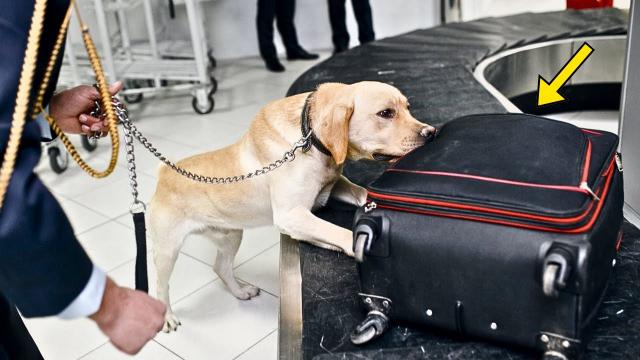 Dog Suddenly Runs To Suitcase. Officers Open It And Discover Something Unthinkable