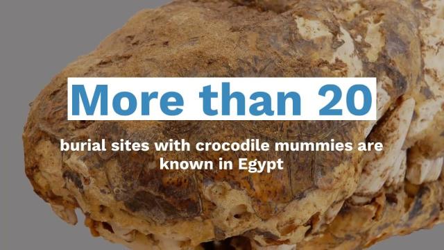 Egyptian tomb with ten crocodile mummies discovered