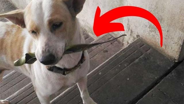 Stray Dog Refuses Food, But Moments Later He Returns With A Surprise She Never Expected