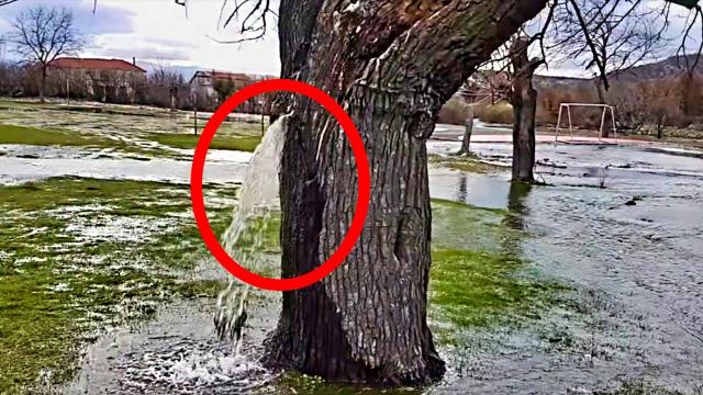 A Man Cuts A Tree And The Authorities Immediately Quarantine His Property