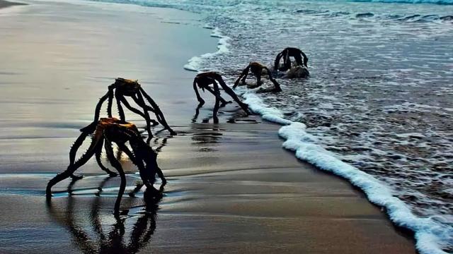 Lifeguard Spots Weird Creatures - Evacuate Beach When Realizing What They Really Are