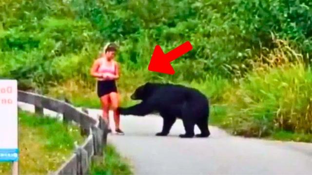 Woman Was Confronted By A Bear - What She Did To Survive No One Expected !