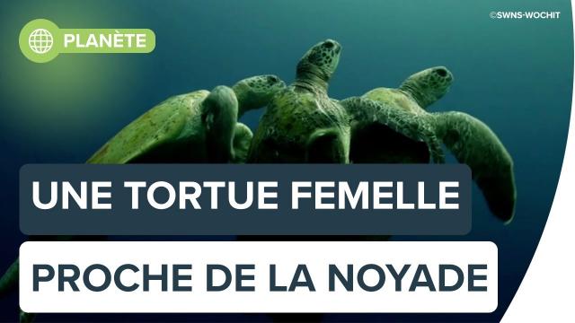 Une tortue femelle proche de la noyade | Futura