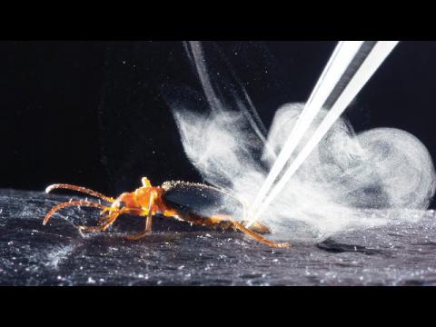 How bombardier beetles bomb