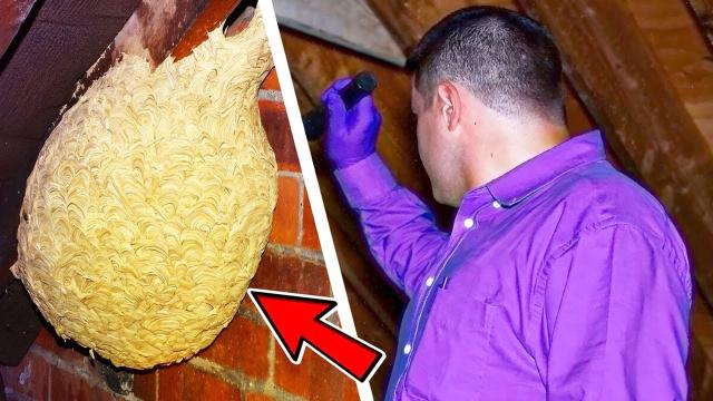 He thought he had found wasps' nest in attic - the expert turns pale when he sees what it really is