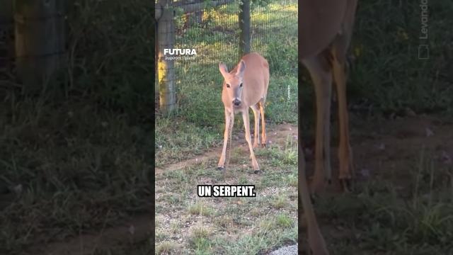 Ce cerf de Virginie mange un serpent !